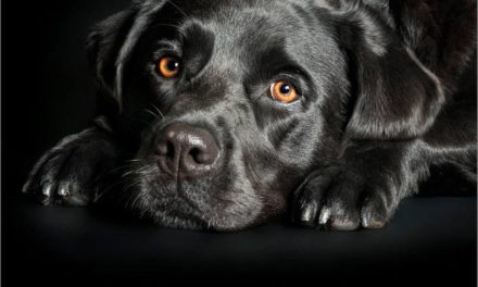LABRADOR’S WITH SKIN INFECTIONS CURED  WITH A RAW FOOD DIET