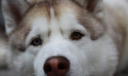 9 Year old Husky recovering from diabetes with help of raw food
