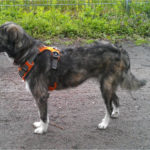 Distemper cured by raw food