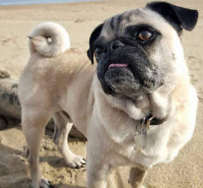 Mojo a pug switched to raw at 6 years old and become much healthier